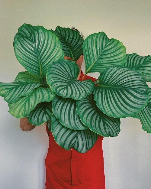 Calathea Orbifolia 2