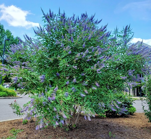 Trees With Blue Flowers 4