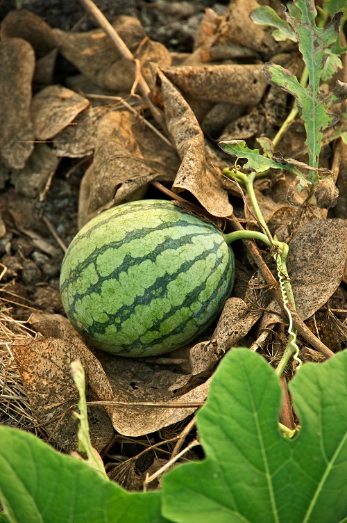 How to Pick a Good Watermelon 3