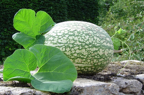 Chilacayote Squash