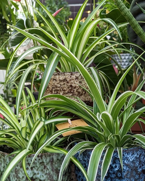 How to Grow Spider Plant Outdoors