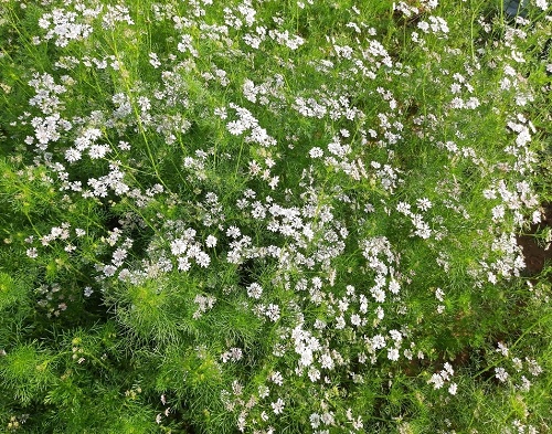 What to Do with Cilantro Flowers