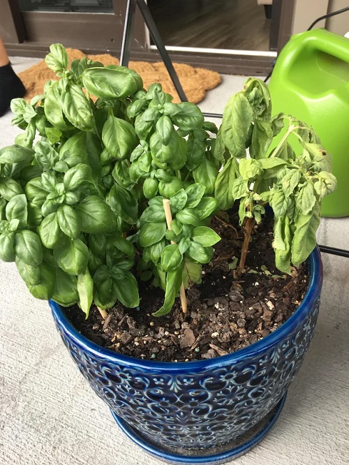 Tips to Grow Bigger Basil Leaves 15