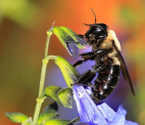 Do Carpenter Bees Sting