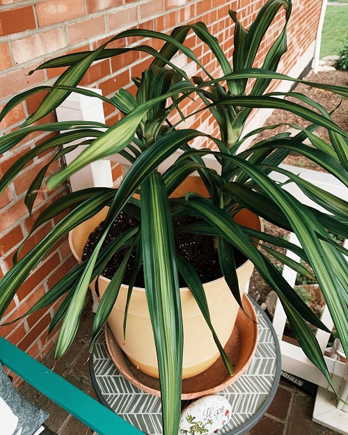 Dracaena Angustifolia 9