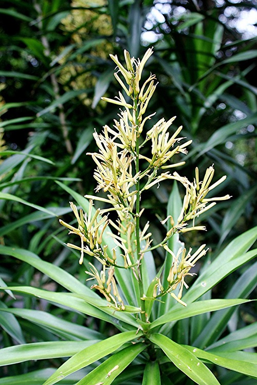 Dracaena Angustifolia