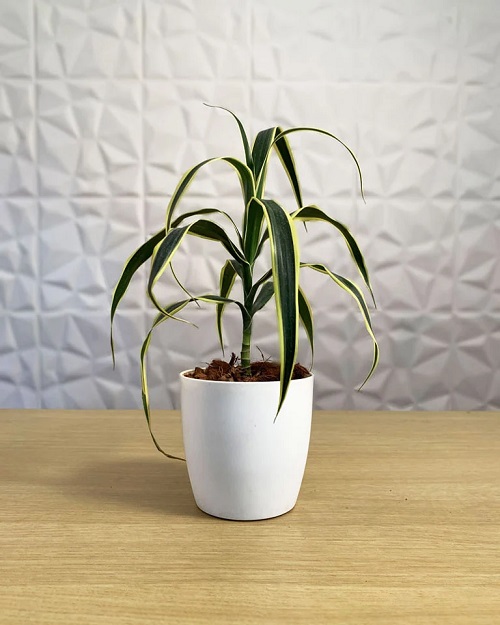 Dracaena Angustifolia 2