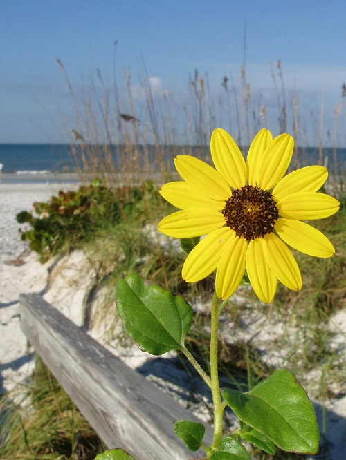 Beach Sunflower