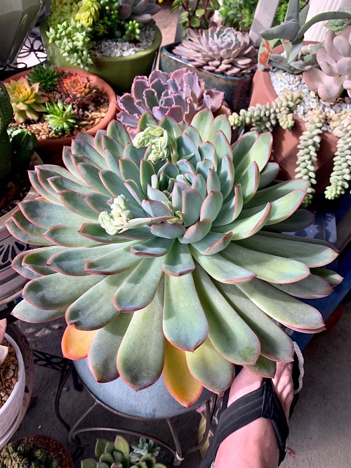 Echeveria Pulidonis 9