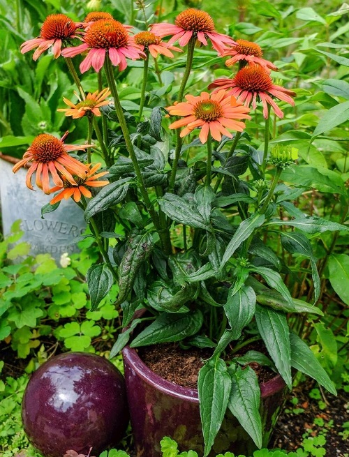 Perennial Flowers that Bloom All Summer