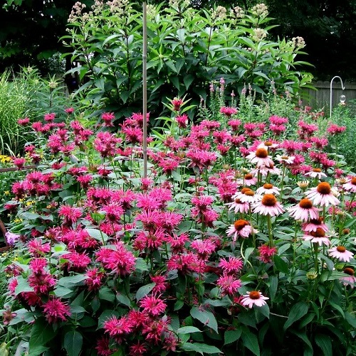 33 Best Bee Balm Companion Plants 2