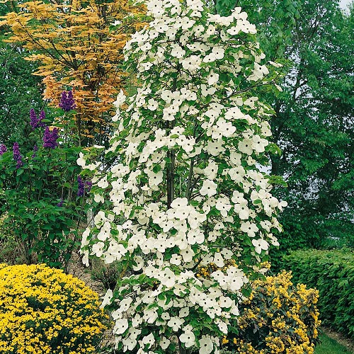 Different Types of Dogwood Tree Varieties 23