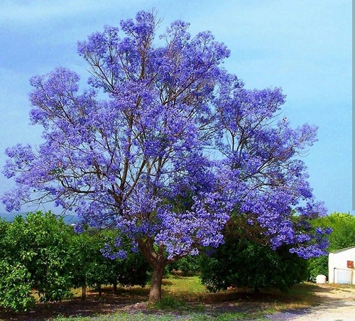 Trees With Blue Flowers