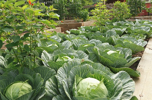 How to Grow Big and Gigantic Cabbage 9