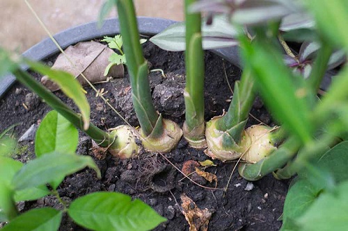 How to Grow Many Ginger Plants from One Ginger 10