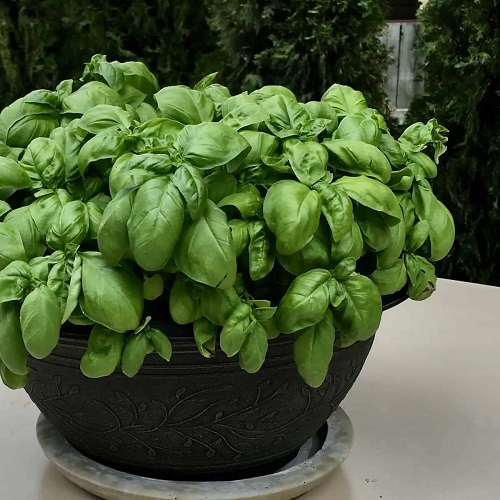 Tips to Grow Bigger Basil Leaves