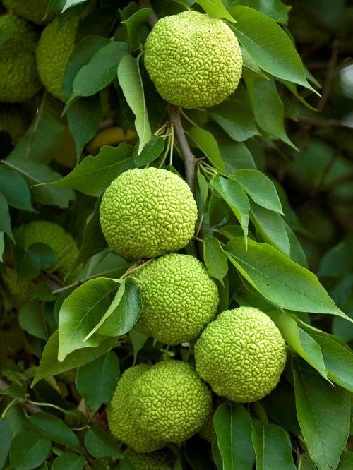 What is a Hedge Apple