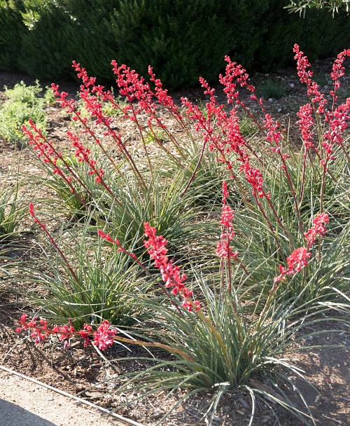 Different Types of Yucca Plant Varieties 8