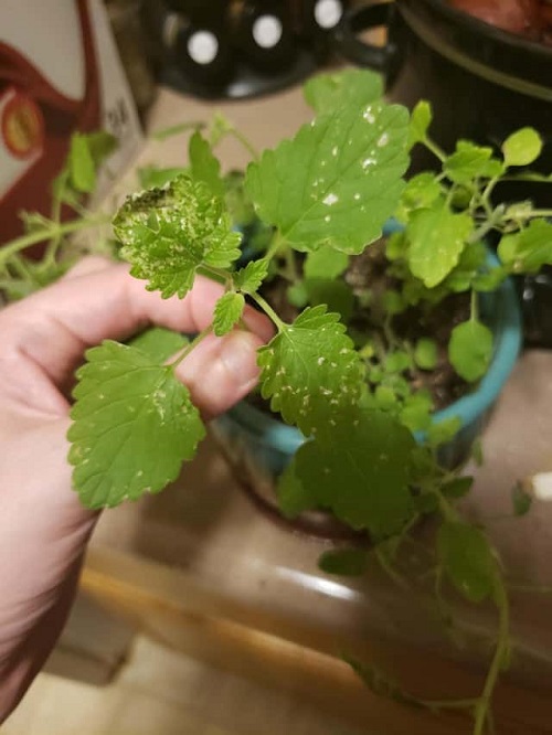 White Spots on Catnip Leaves 2