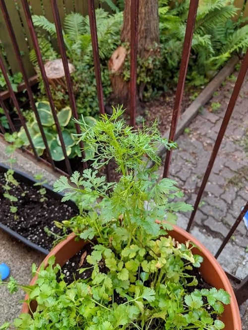 What to Do with Cilantro Flowers 2