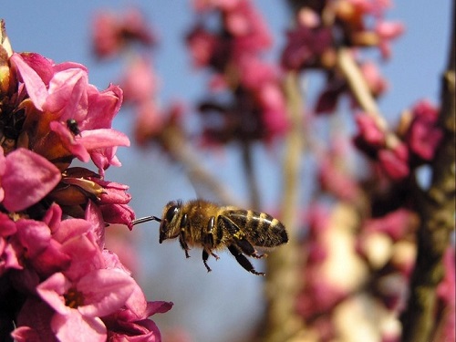 Do Carpenter Bees Sting 2