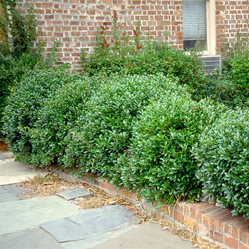 Low Maintenance Evergreen Shrubs 30