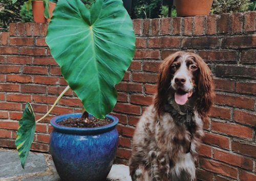 Is Elephant Ear Sap Poisonous 2