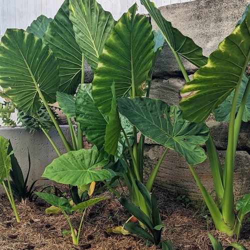 Is Elephant Ear Sap Poisonous 2