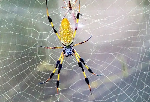 Banana Spider 2