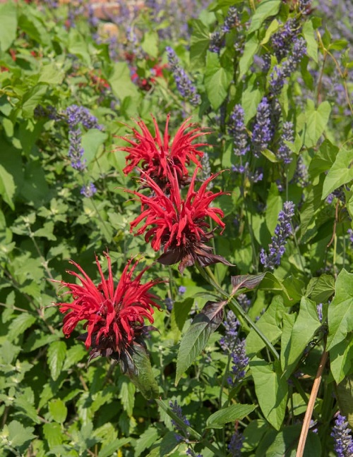 33 Best Bee Balm Companion Plants 11