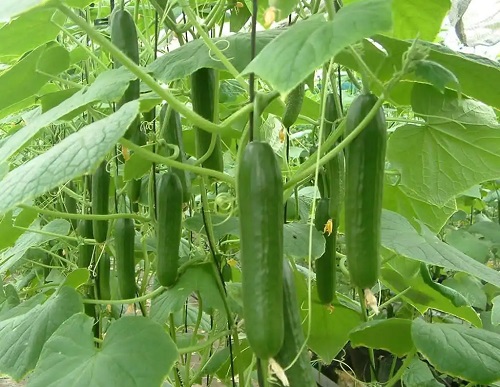 Mini Cucumber Varieties 3