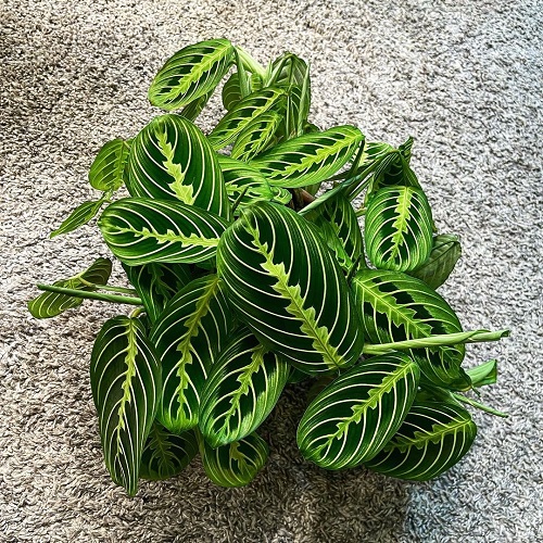 Lemon Lime Maranta 10