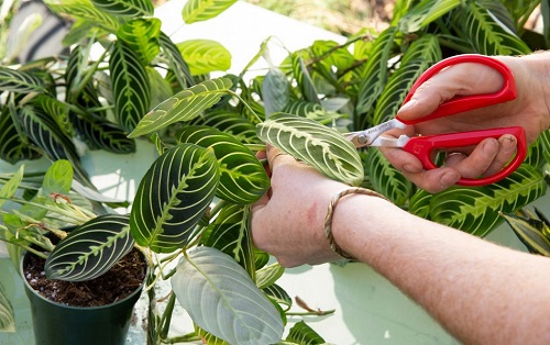 Lemon Lime Maranta 2