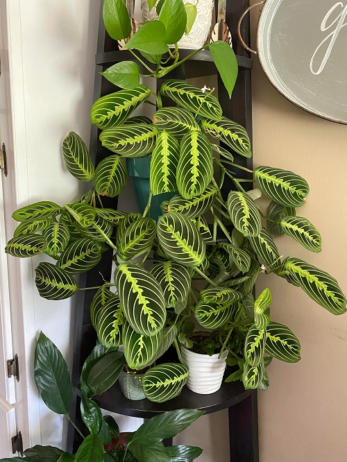 Prayer Plant-Plants that Grow Without Sunlight