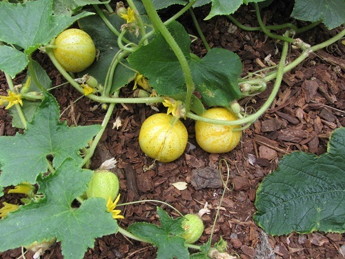 Mini Cucumber Varieties 1