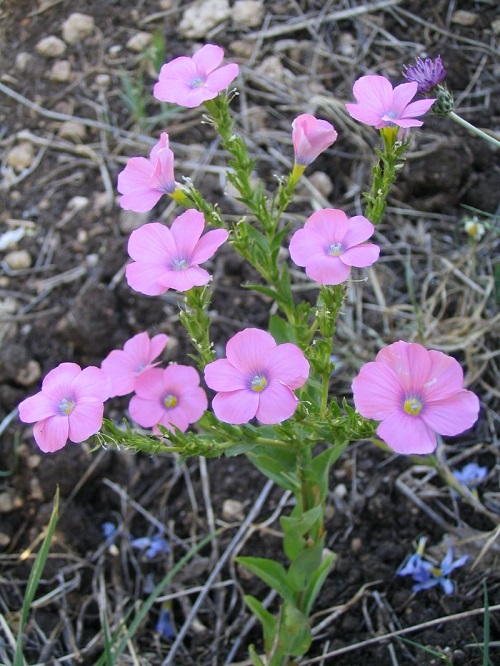 Pink and Blue Flowers 21