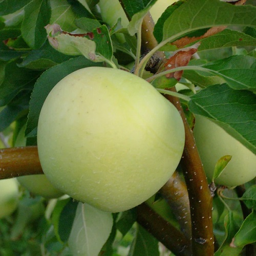 Different Types of Green Apple Varieties 12