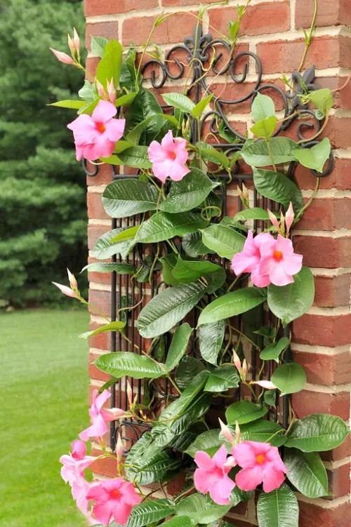 Mandevilla Trellis Ideas 2