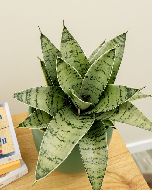 Night Owl Snake Plant