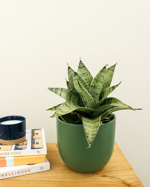 Night Owl Snake Plant 2