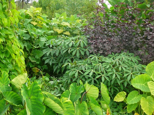 Tropical Edible Garden