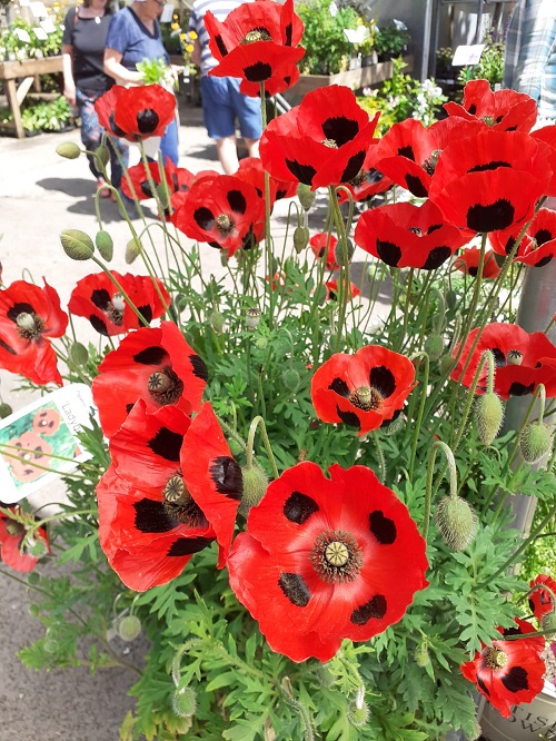 Flowers that Represent Family 17