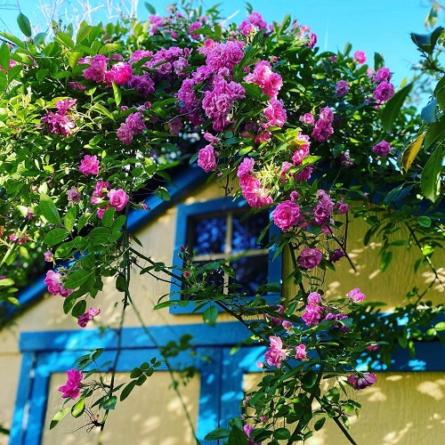 Peggy Martin Climbing Rose 