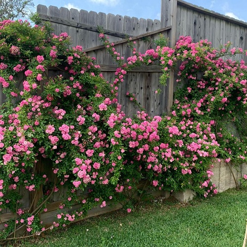 Peggy Martin Climbing Rose 2