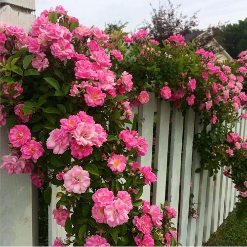 Peggy Martin Climbing Rose 15