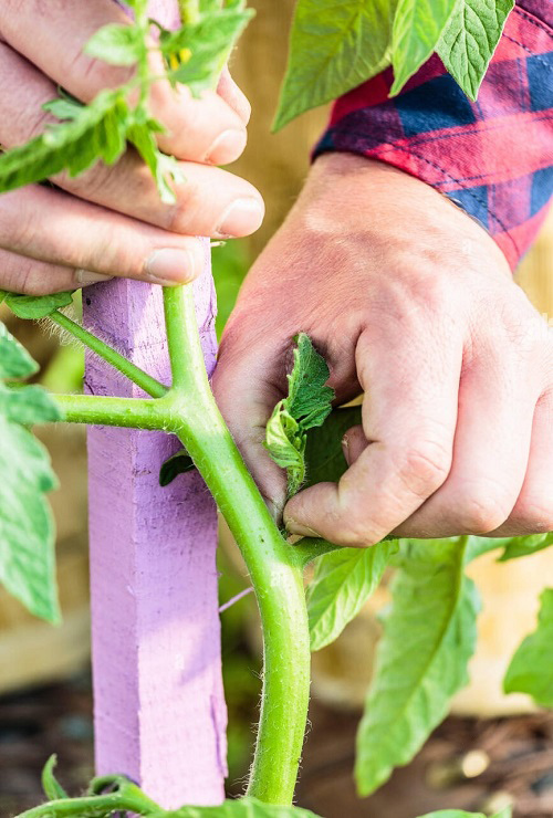 How to Grow Tomatoes from Suckers 2