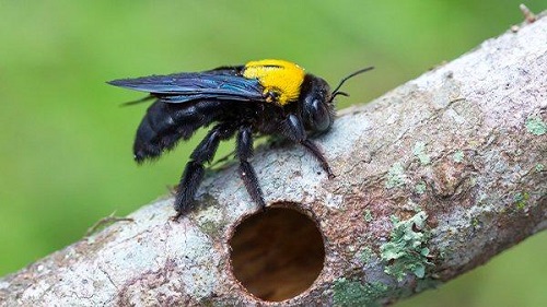 Do Carpenter Bees Sting 10