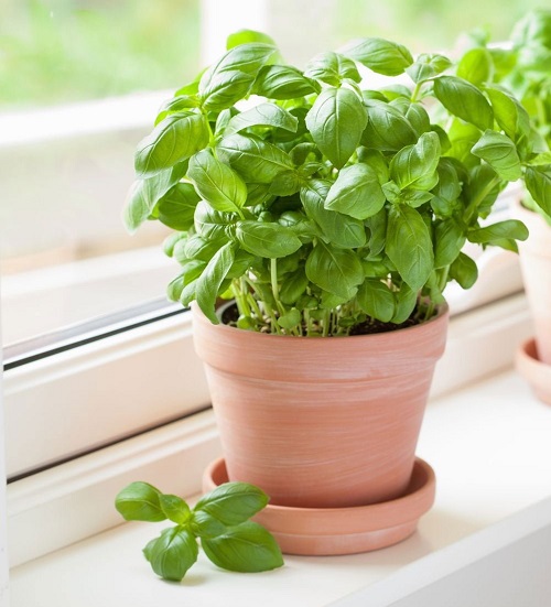 Tips to Grow Bigger Basil Leaves 2