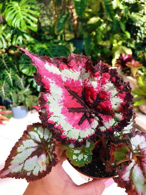 Best Pink Begonia Varieties 14