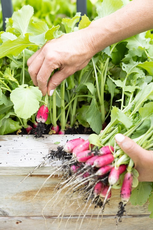 Container Vegetable Gardening 7